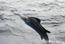 Sailfish catch